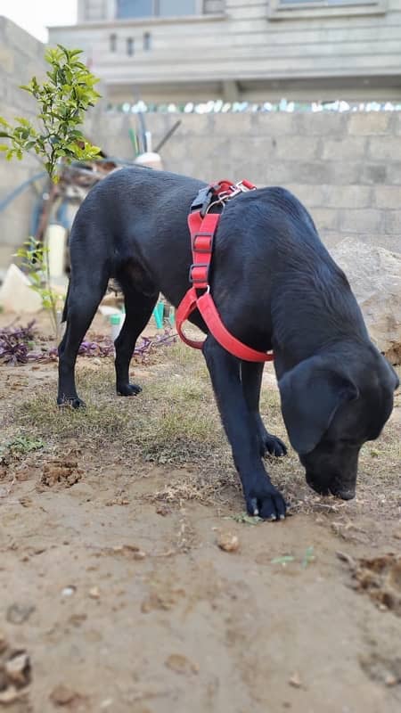 American Labrador Fully Trained Army Dog 1