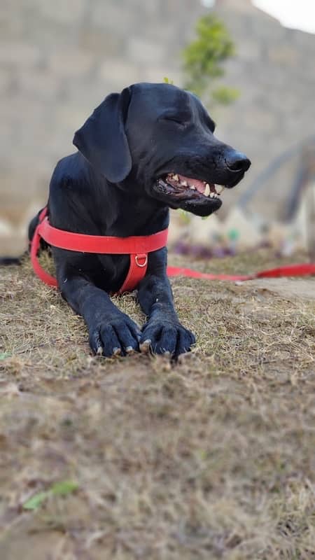 American Labrador Fully Trained Army Dog 2