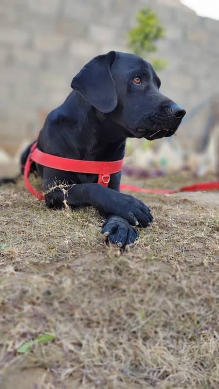 American Labrador Fully Trained Army Dog 3