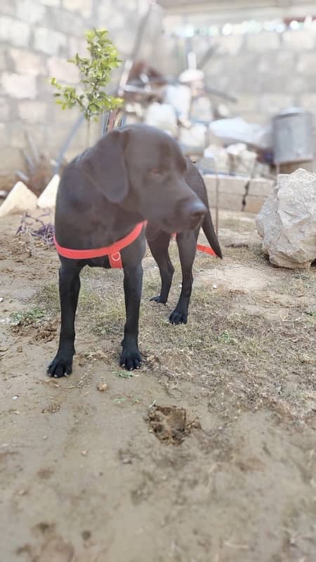 American Labrador Fully Trained Army Dog 4