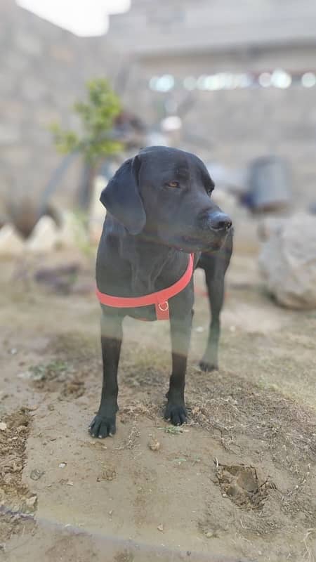 American Labrador Fully Trained Army Dog 5