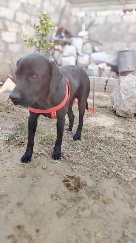 American Labrador Fully Trained Army Dog 6