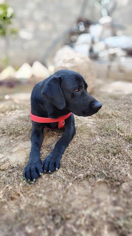 American Labrador Fully Trained Army Dog 7