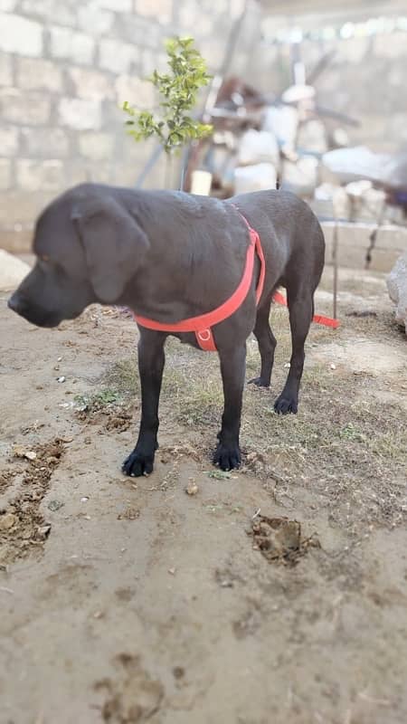 American Labrador Fully Trained Army Dog 8