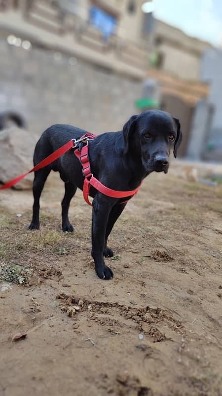 American Labrador Fully Trained Army Dog 9