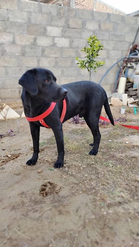 American Labrador Fully Trained Army Dog 10