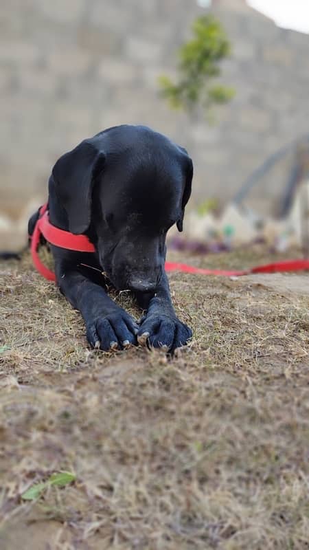 American Labrador Fully Trained Army Dog 11