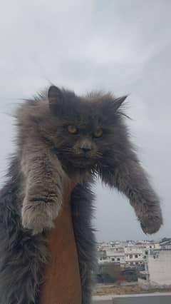 persian cat in smoke grey colour