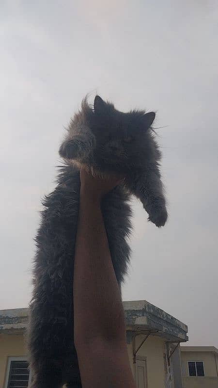 persian cat in smoke grey colour 1