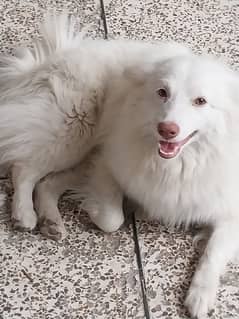 beautiful Russian white dog for sale