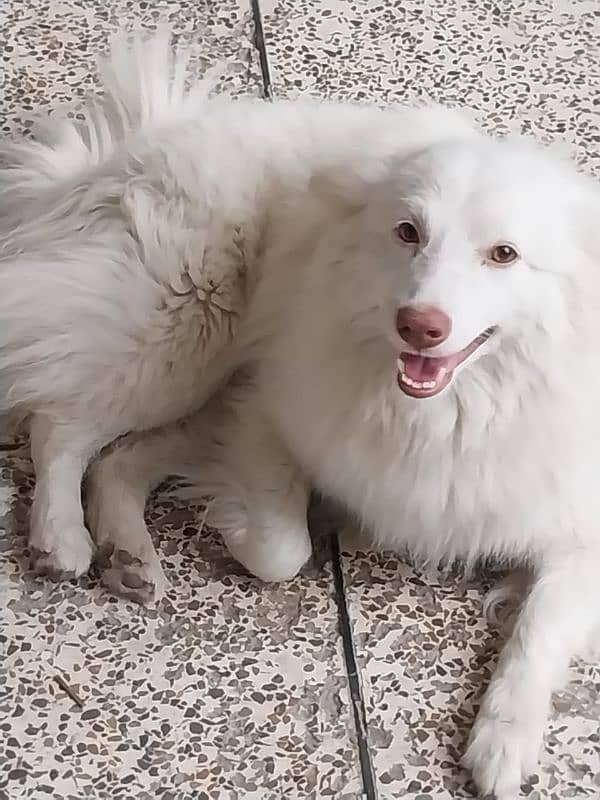 beautiful Russian white dog for sale 0