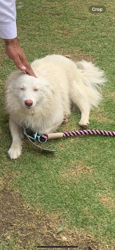 beautiful Russian white dog for sale 1