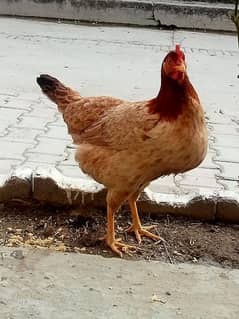 desi hens for sale