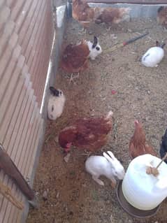 lohmann brown hens