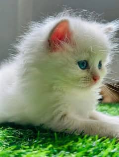 PERSIAN KITTEN CASH ON DELIVERY ALL PAKISTAN WHSTTAAPP 03207679060