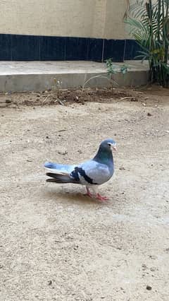 Sabz khal chap male pigeon (kabutar)