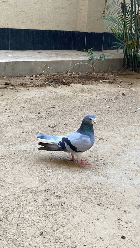 Sabz khal chap male pigeon (kabutar) 0