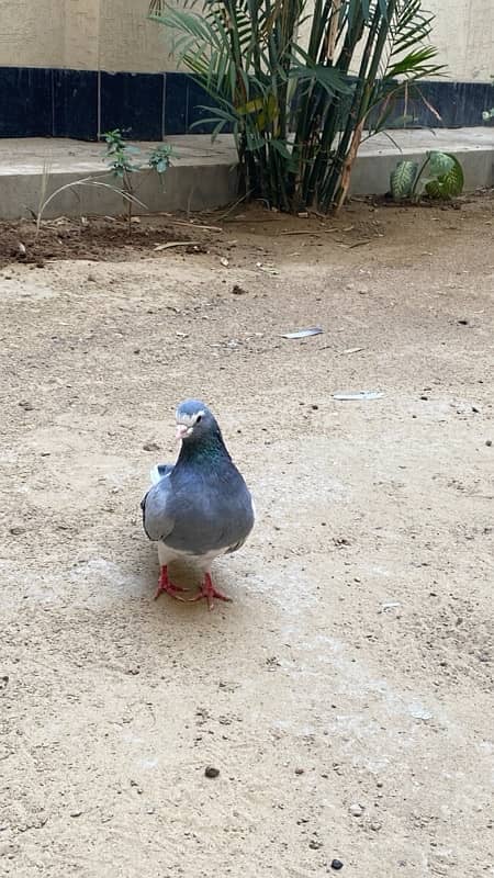 Sabz khal chap male pigeon (kabutar) 1