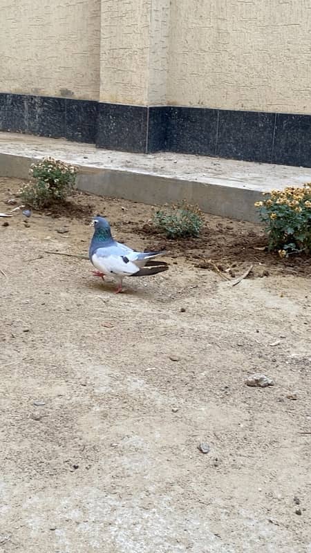 Sabz khal chap male pigeon (kabutar) 2