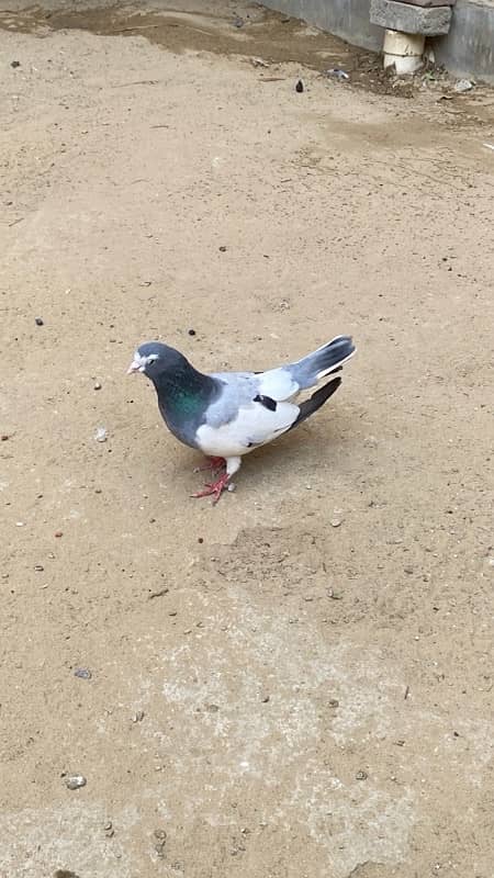 Sabz khal chap male pigeon (kabutar) 3