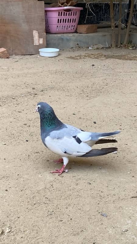 Sabz khal chap male pigeon (kabutar) 4