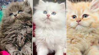 Persian kitten cats