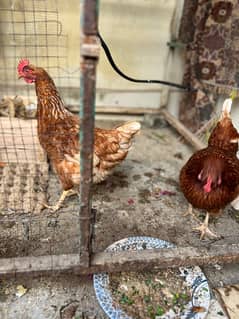 Lohman brown breeder females(egg laying )