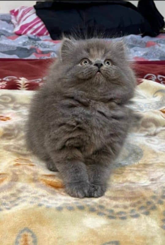 Persian kitten cats 1