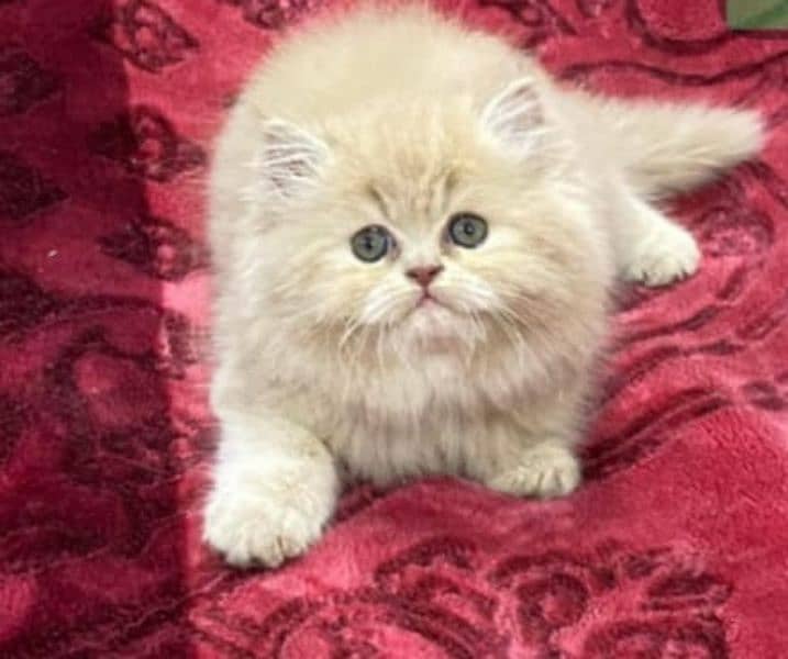 Persian kitten cats 3