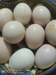 aseel eggs 100% breed