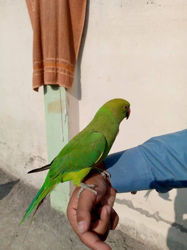 ringneck parrot for sale 0