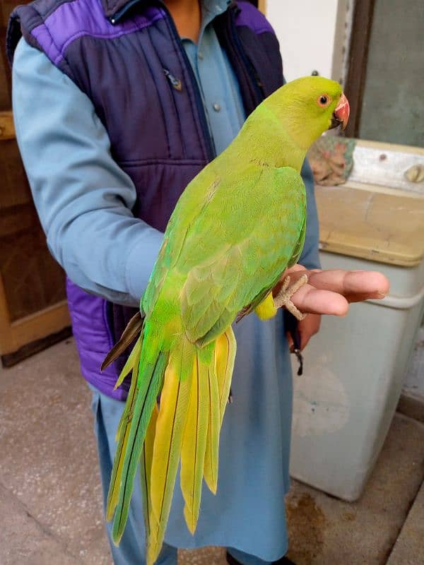 ringneck parrot for sale 1