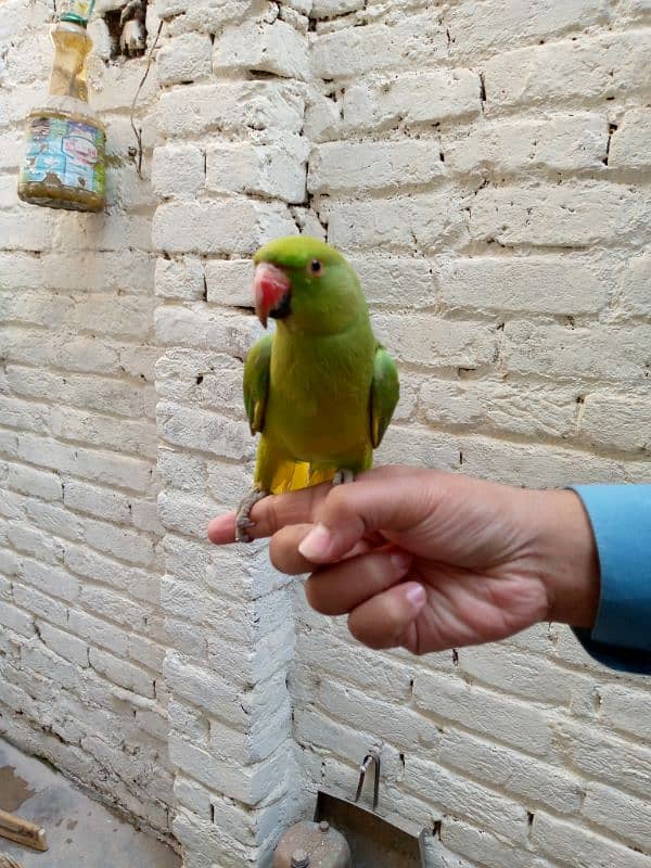 ringneck parrot for sale 2