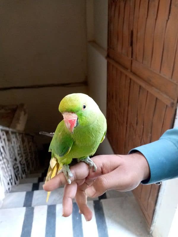 ringneck parrot for sale 3