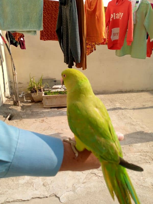 ringneck parrot for sale 4