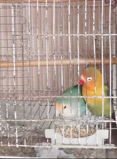 Lovebird