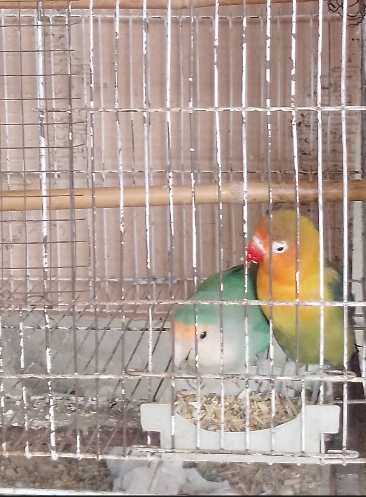 Lovebird pair 0