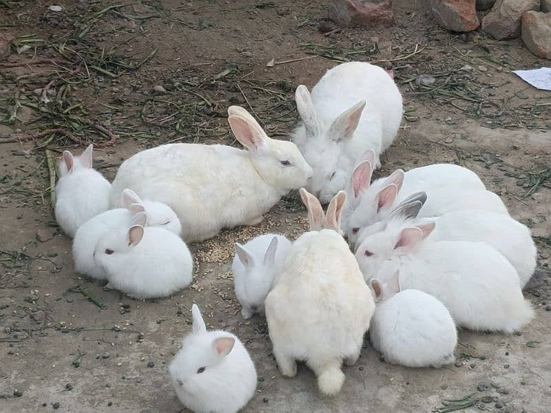 lion head rabbit baby 0