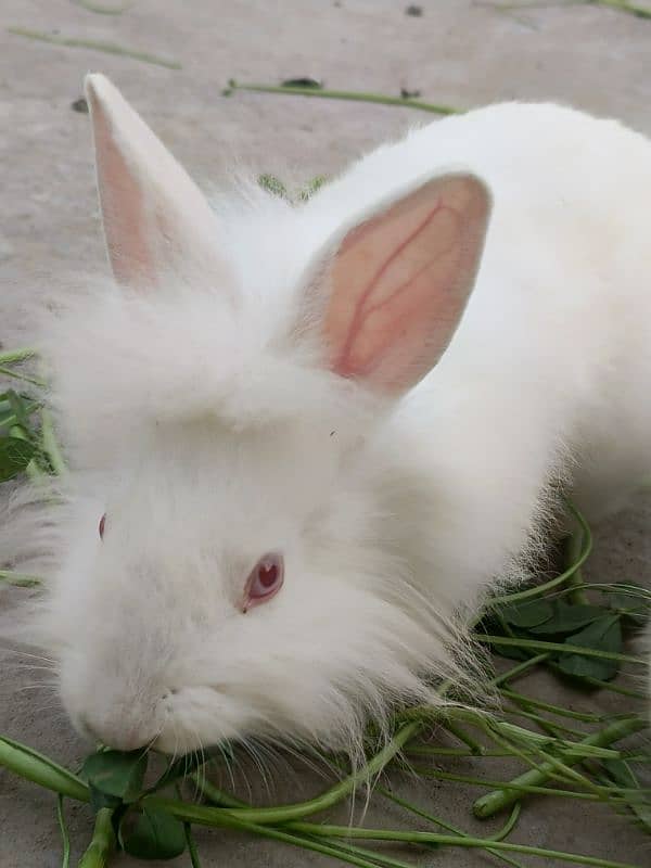 lion head rabbit baby 1