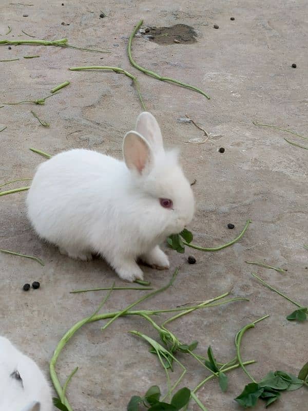 lion head rabbit baby 2