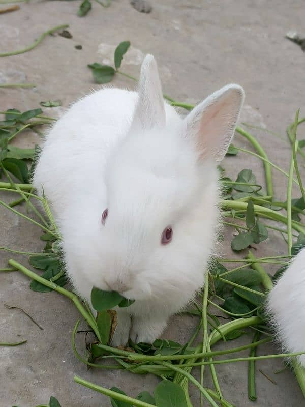 lion head rabbit baby 3