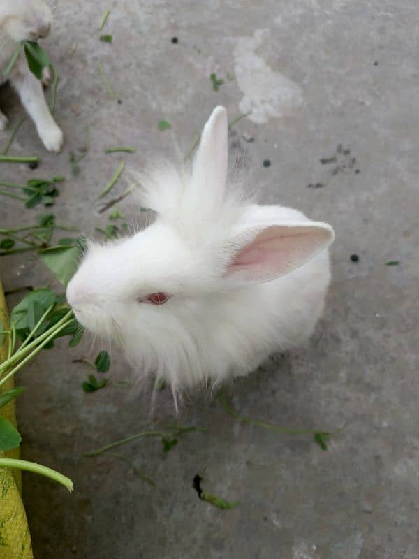 lion head rabbit baby 4