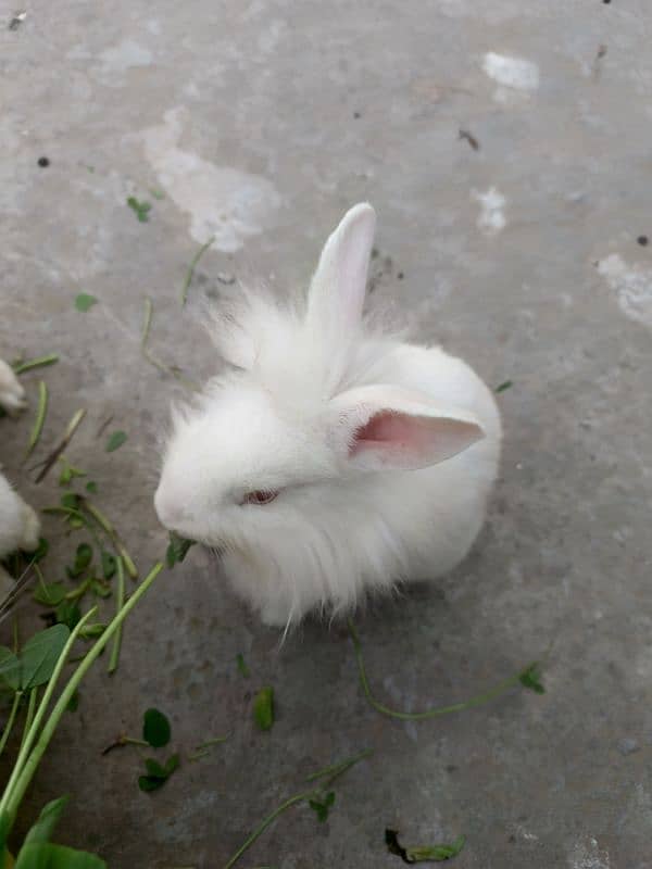 lion head rabbit baby 5