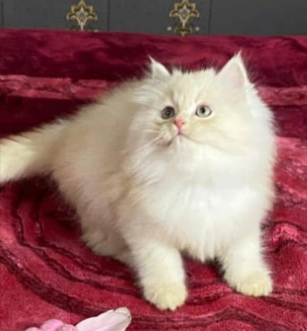 Persian kitten cats 15