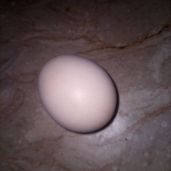 Aseel Egg 100% fertile Egg Aseel Mianwali 0