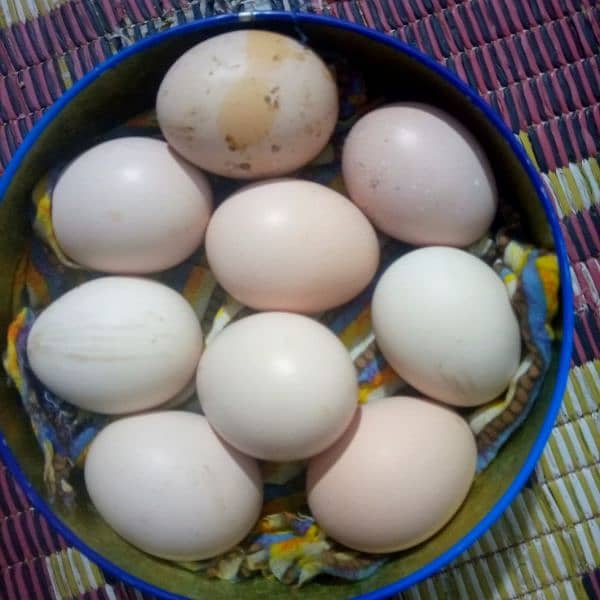 Aseel Egg 100% fertile Egg Aseel Mianwali 1