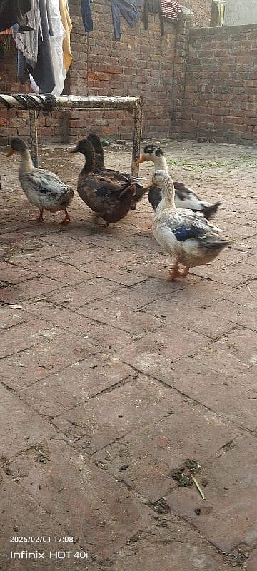 5 ducks for sale 0