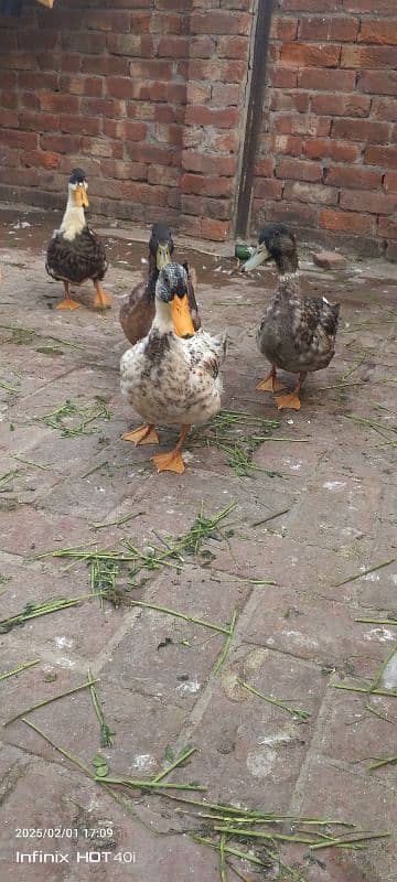 5 ducks for sale 2