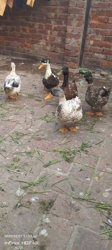 5 ducks for sale 3