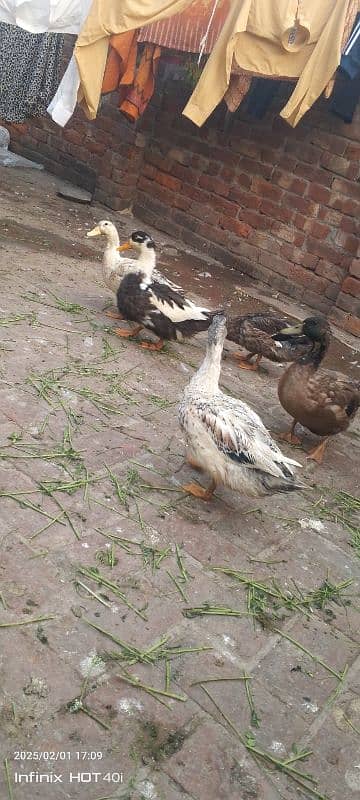 5 ducks for sale 4